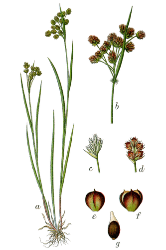 Luzula pallescens